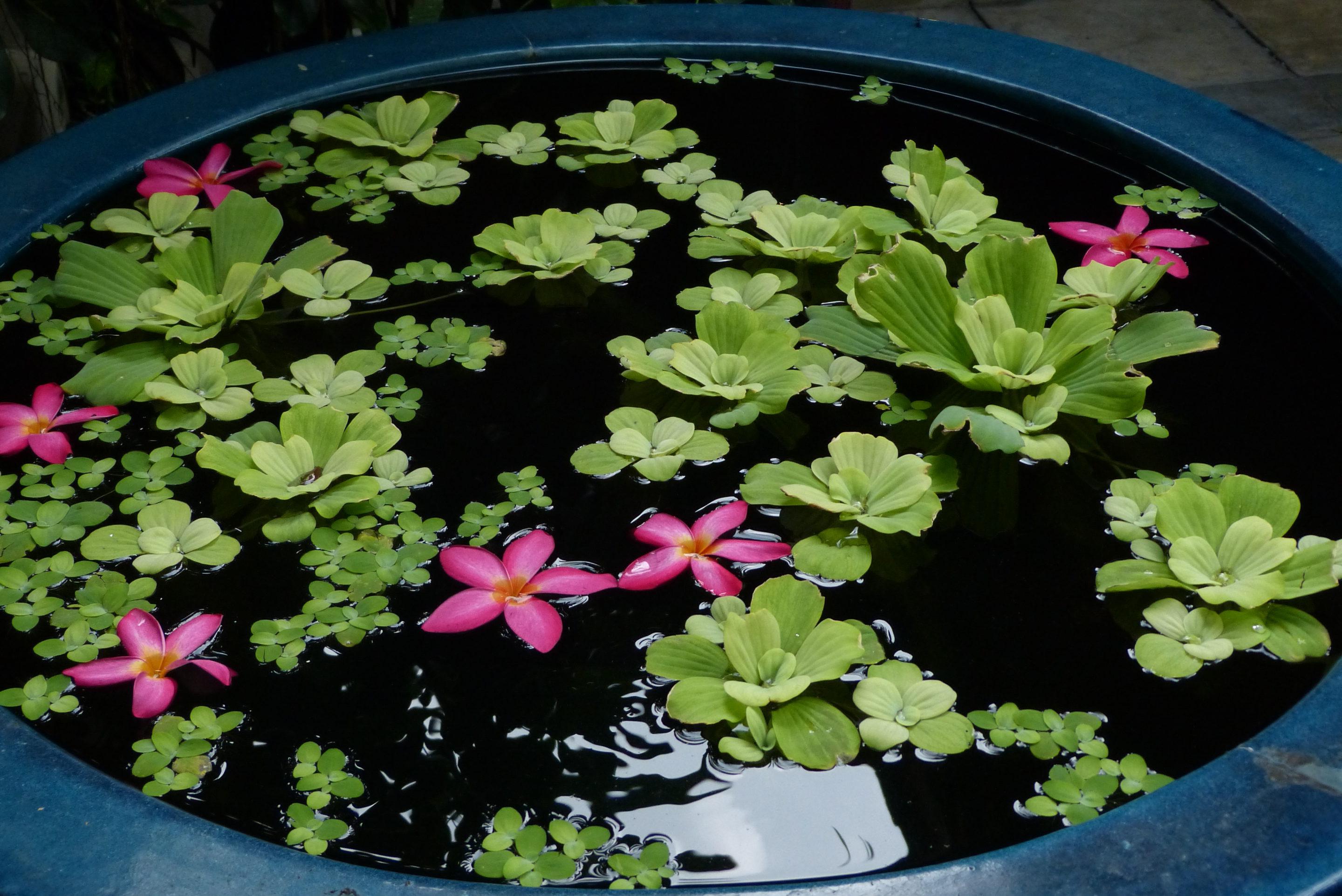 Leaves on surface of water